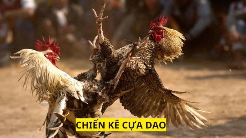 Chiến kê cựa dao đem đến những trận đấu kịch tính, gay cấn