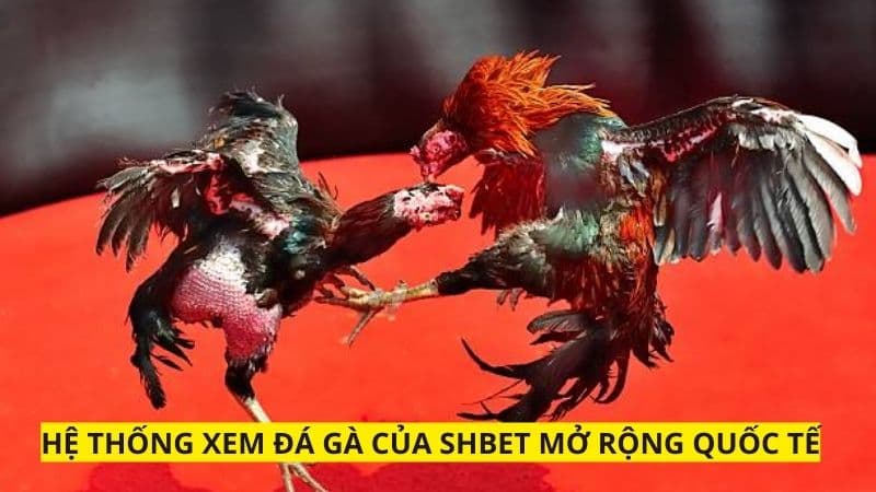 Nhà cái mở rộng thị trường xem ra toàn quốc tế